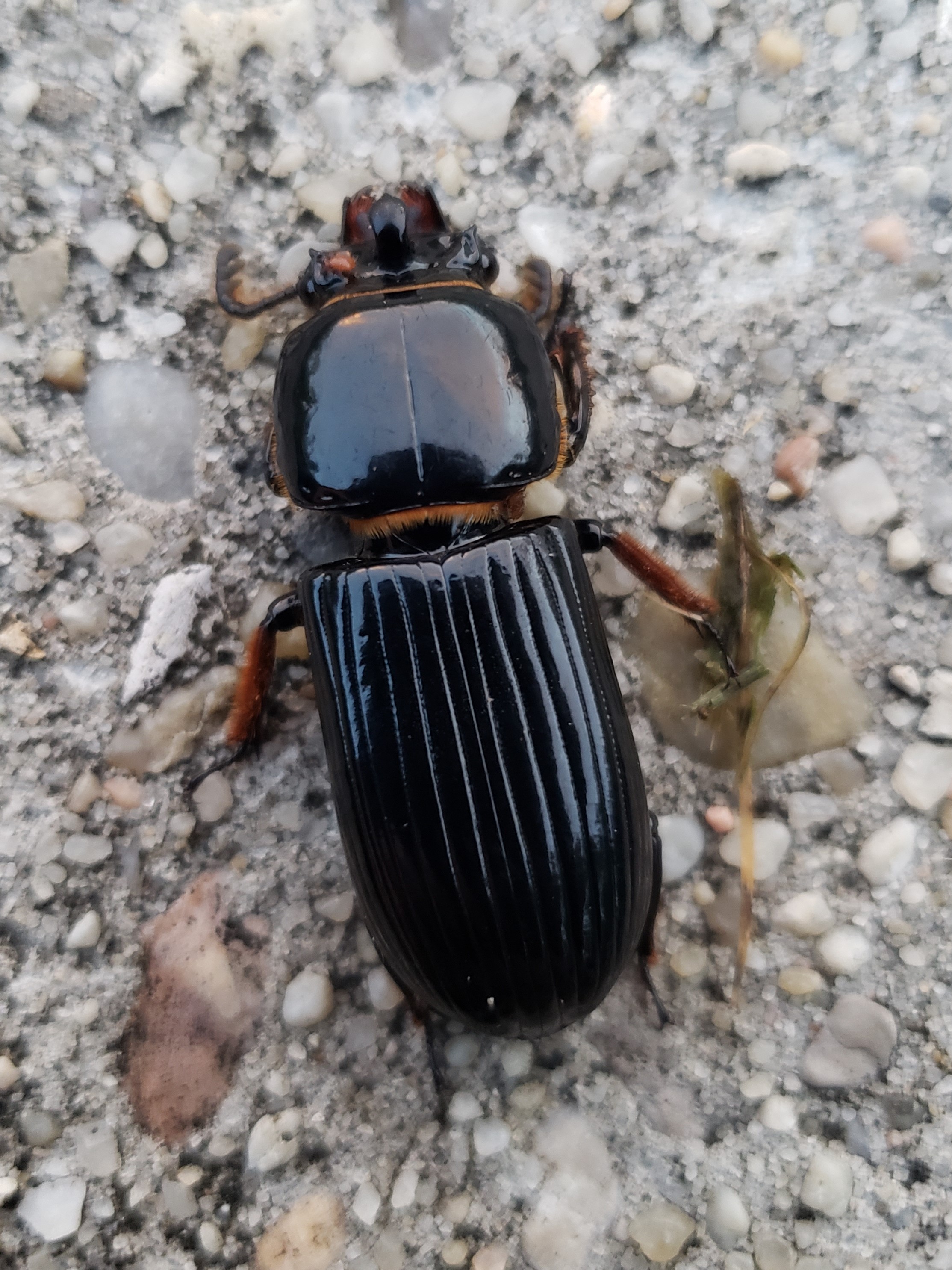 Picture of Odontotaenius disjunctus
